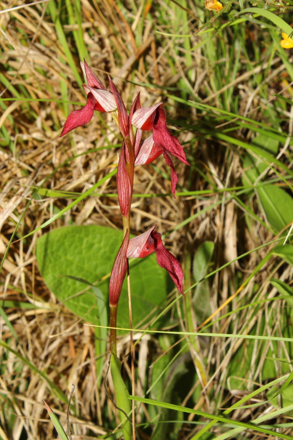 Serapias ibrido - S. lingua x S. vomeracea